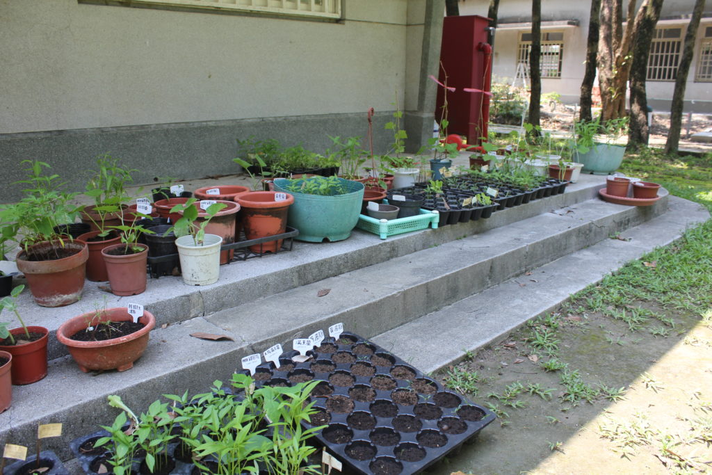 A Planter's Art, Tsung Yeh garden