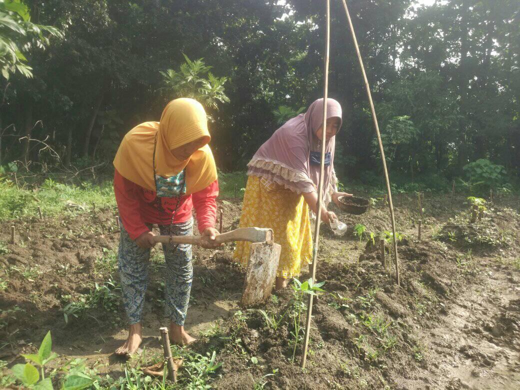 Mother Bank tending casava plantation