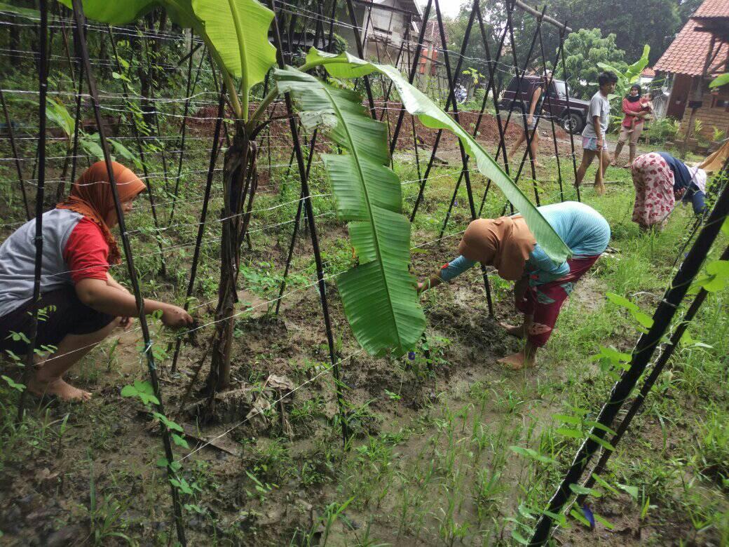 Mother Bank tending casava plantation